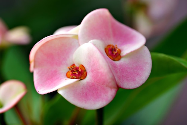 Eine rosa Blume mit einem roten Punkt in der Mitte