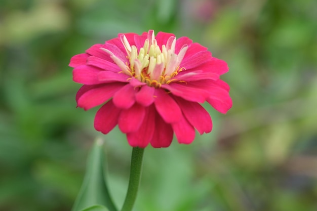 Eine rosa Blume mit gelber Mitte. Zinnia elegant.