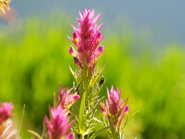 Eine rosa Blume mit grünem Hintergrund