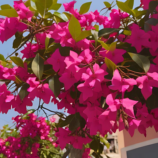 Foto eine rosa blume mit grünen blättern und einem blauen himmel im hintergrund