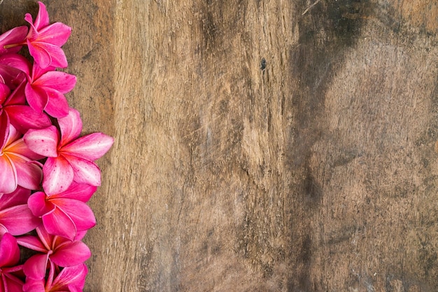 Eine rosa Blume mit weißem Hintergrund