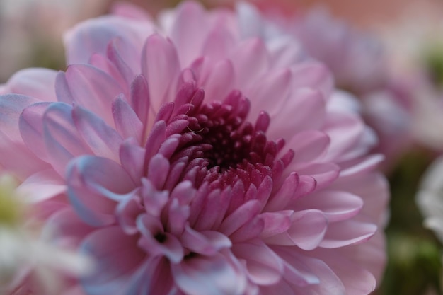 Eine rosa Blume mit weißer Mitte.