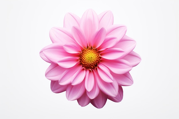 Eine rosa Blume vor einem reinen weißen Hintergrund