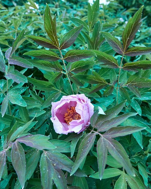 Eine rosa Blumenpfingstrose auf einem blühenden Busch mit Tautropfen, Nahaufnahme mit weichem Fokus, im Morgengrauen im Sommer, Frühling im Botanischen Garten.