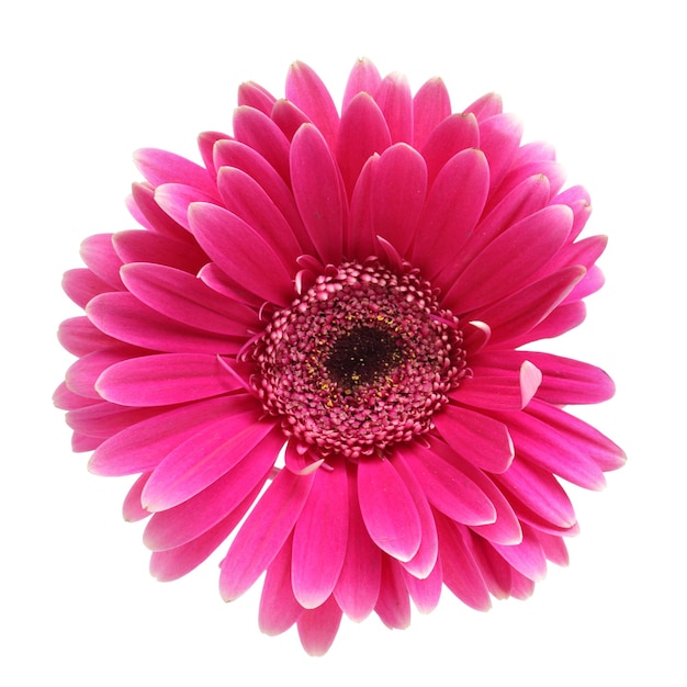 Eine rosa Gänseblume über einem weißen Hintergrund