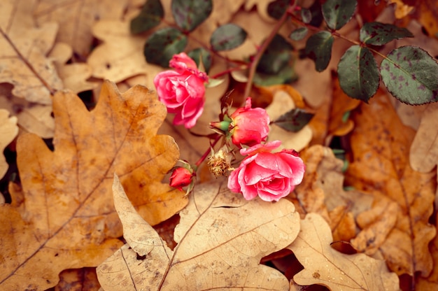 Eine rosa Gartenrosenblume in voller Blüte auf gefallenen orangefarbenen Eichenblättern im Herbst