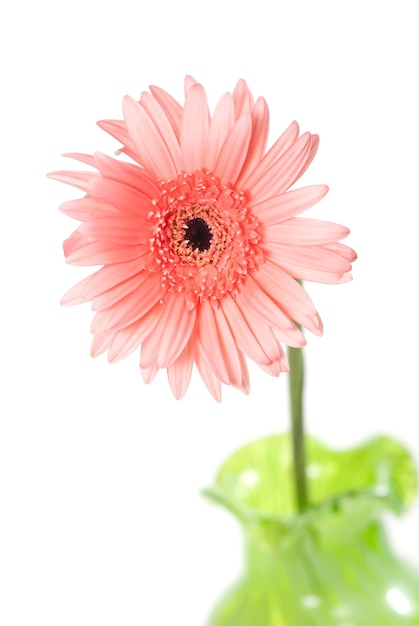 Eine rosa Gerbera-Blüte auf Weiß