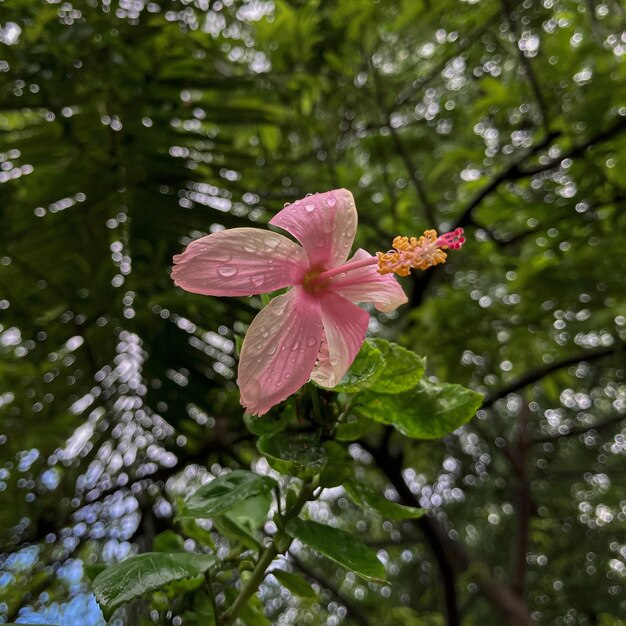 Foto eine rosa hibiskusblüte