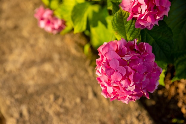 Eine rosa Hortensienblüte steht im Vordergrund eines braunen Erdbodens.