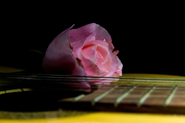 Eine rosa Knospe an den Gitarrensaiten auf schwarzem Hintergrund