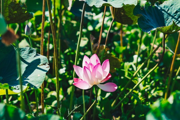 Eine rosa Lotosblume wird durch Blätter umgeben und die Sonne scheint.