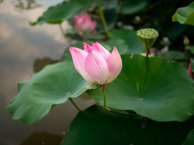 Eine rosa Nelumbo nucifera Lotusblume mit ihren grünen Blättern im Hintergrund