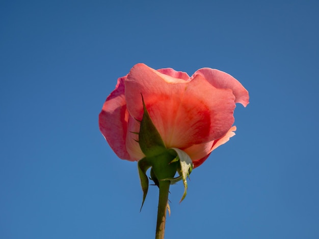 eine rosa Rose gegen den blauen Himmel