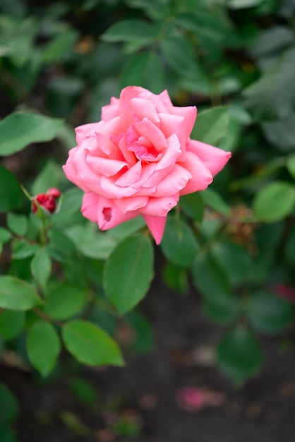 Eine rosa Rose im Garten.