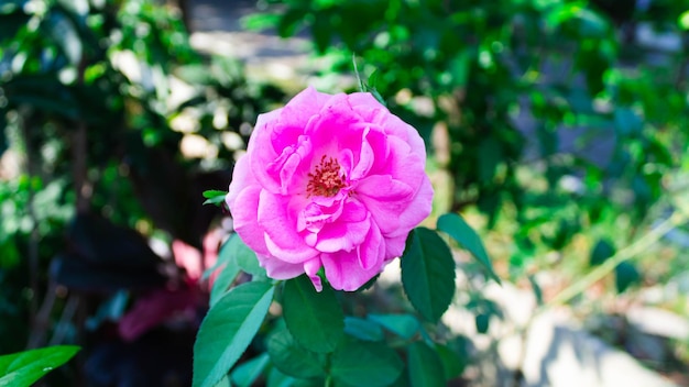 Eine rosa Rose in einem Garten mit grünen Blättern und grünem Hintergrund.