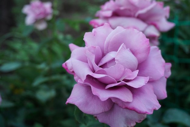 Eine rosa Rose in einem Garten