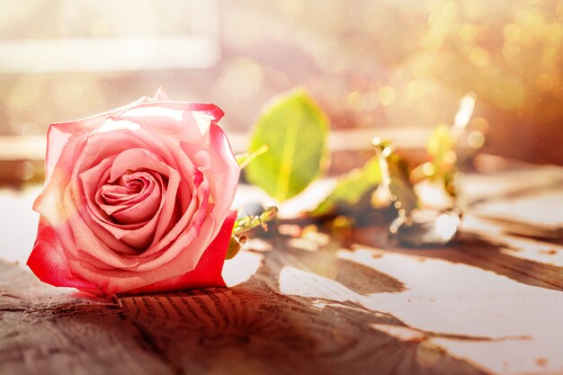 Eine rosa Rose mit bokeh Beleuchtung, Weichzeichnung.