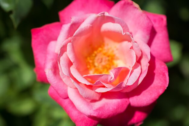 Eine rosa Rose mit dem Wort Rose darauf