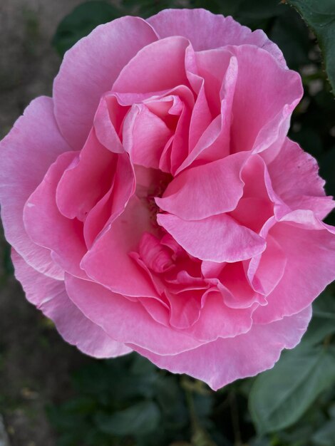 Eine rosa Rose mit dem Wort Rose darauf