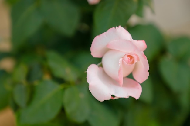 Eine rosa Rose mit einem weißen Staubblatt