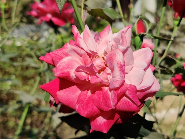 Eine rosa Rose mit einer roten und einer weißen Mitte.