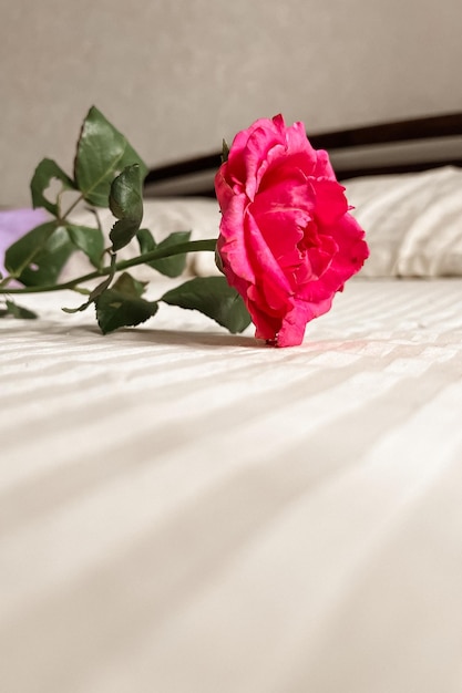 Eine rosa Rose mit grünen Blättern liegt auf der weißen Bettwäsche auf dem Bett Ein Geschenk für den Urlaub ist eine morgendliche Überraschung Ästhetischer Minimalismus