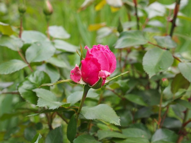 Eine rosa Rose