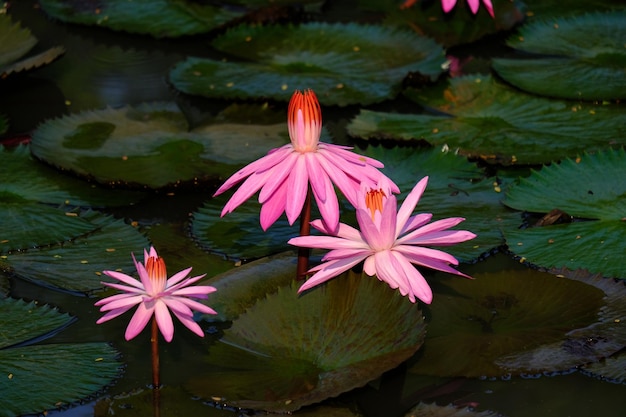 Eine rosa Seerose mit roter Spitze sitzt in einem Teich