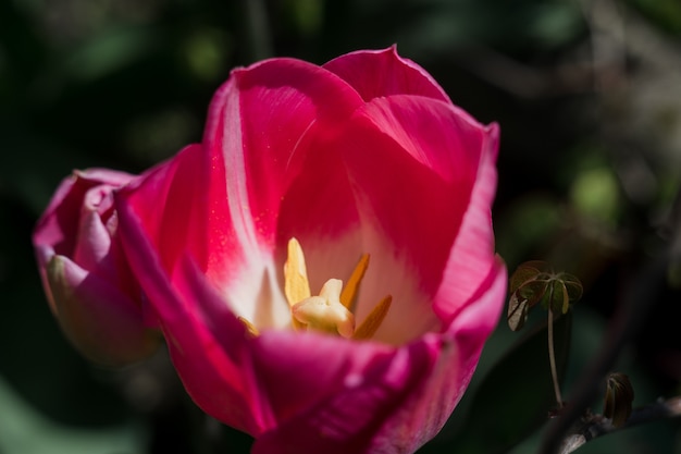 Eine rosa Tulpe im Frühlingsgarten hautnah