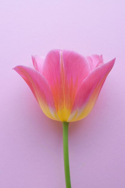 Foto eine rosa tulpe in nahaufnahme auf einem rosa hintergrund