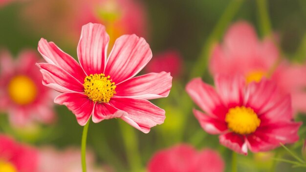 eine rosa und gelbe Blume mit dem gelben Mittelpunkt und dem gelben Zentrum