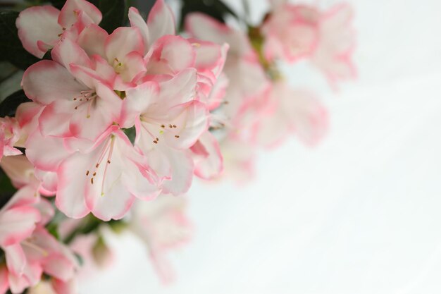 Eine rosa und weiße Blume mit dem Wort Kirsche darauf