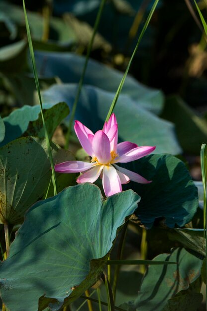 Eine rosa und weiße Lotosblume wird durch Blätter umgeben.