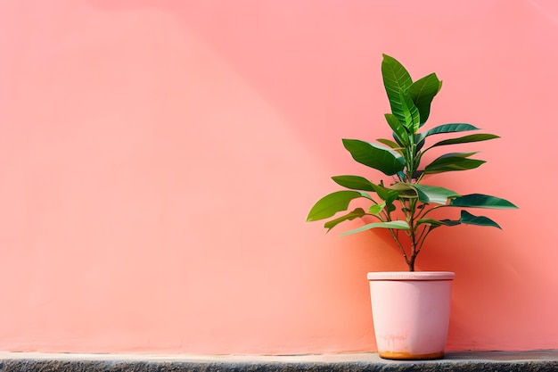 Eine rosa Wand mit einer Pflanze in einem Topf und einem grünen Blatt in der