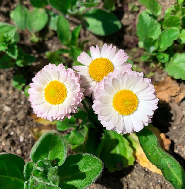 Foto eine rosa-weiße blume liegt im dreck.