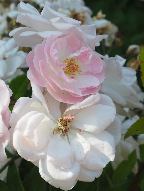 Eine rosa-weiße Rose blüht.