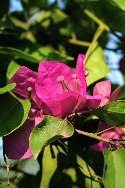 Eine rosafarbene Bougainvillea-Blume ist auf einem Baum in Florida zu sehen.