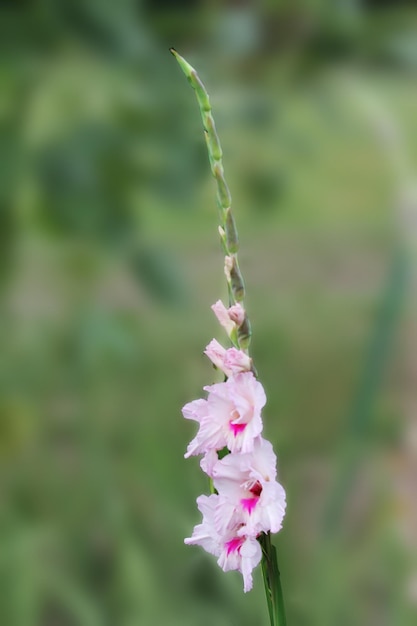 Eine rosafarbene Gladiolusblume befindet sich im Blumenbeet eines botanischen Gartens. Schöne Gladiolusblume auf einem isolierten grünen Hintergrund