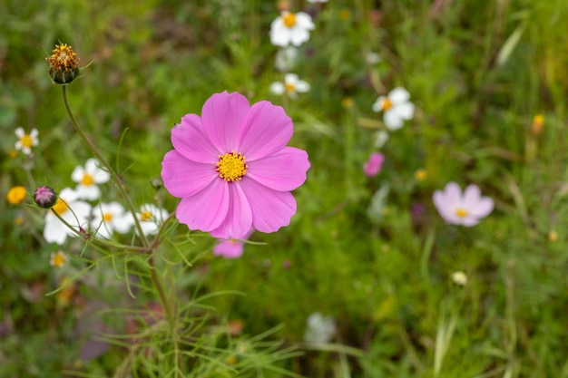 Eine rosafarbene Mirasol-Blume oder ein Kosmos bipinnatus im Feld