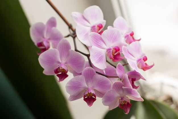 Eine rosafarbene Orchidee mit einer weißen Blume im Hintergrund