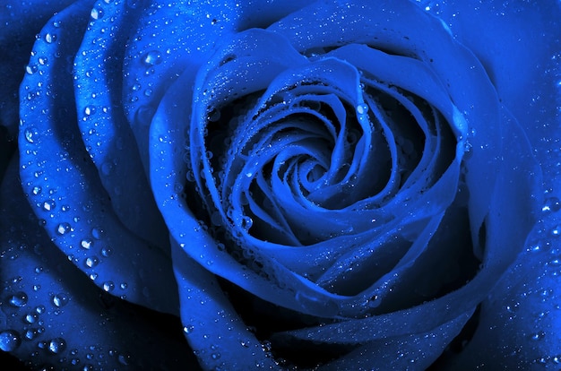 Eine Rose in Blau