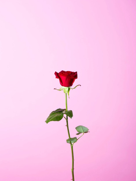 Eine Rose vor einem lila Hintergrund