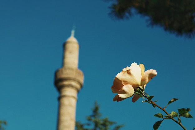 Eine Rose vor einer Moschee in der Altstadt von Jerusalem