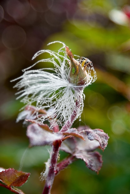 Eine Rosenknospe in einem Netz mit Tautropfen