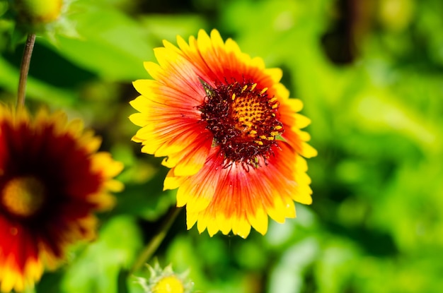 Eine rot-gelbe Blume mit einem gelben Zentrum und einem schwarzen Käfer darauf.