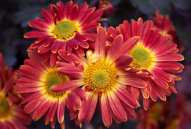 Eine rot-gelbe Blume mit gelben Blütenblättern und grüner Mitte.