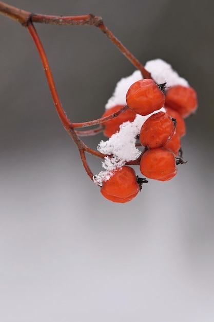 Eine rote Beere mit Schnee darauf