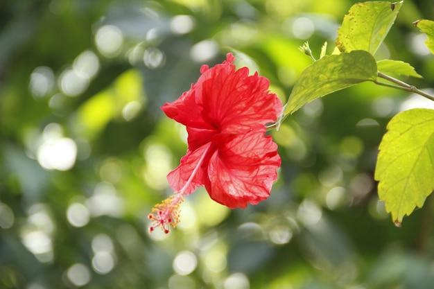 Eine rote Blume im Nationalpark Manuel Antonio Costa Rica