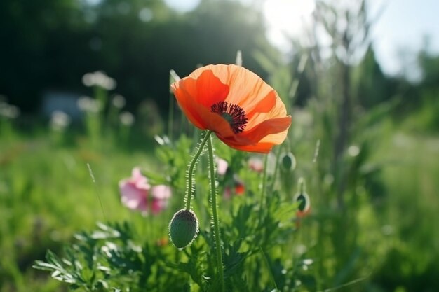 Eine rote Blume in einem Feld