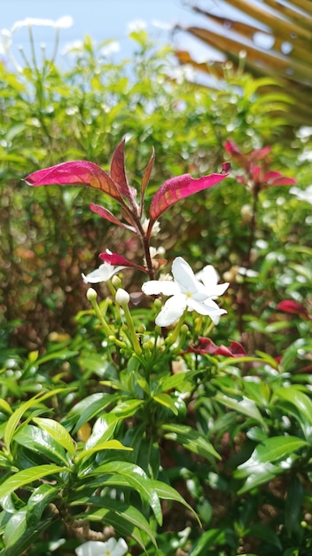 Eine rote Blume in einem Garten mit grünem Hintergrund